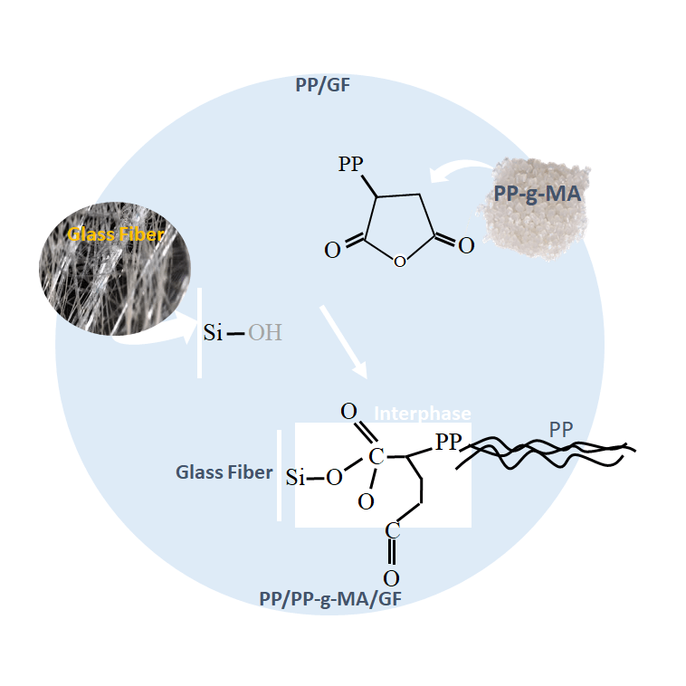 Chemical reaction between PP-g-MA and GF