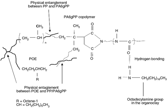 Interaction between POE and PA-g-MAH